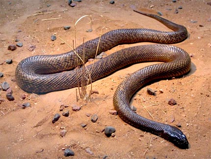 Inland Taipan